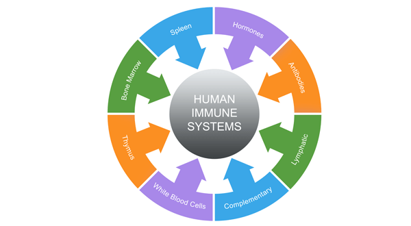 human immune systems